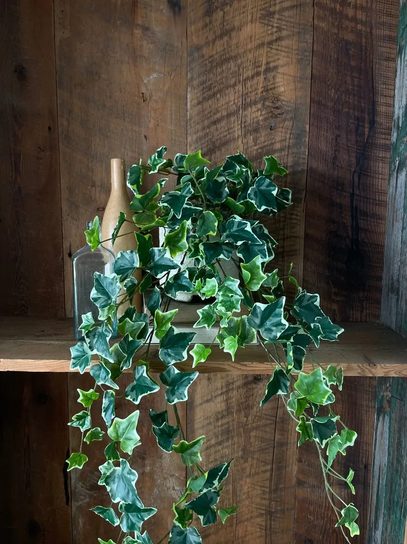 English Ivy