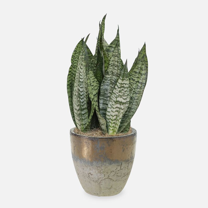 Snake Plant