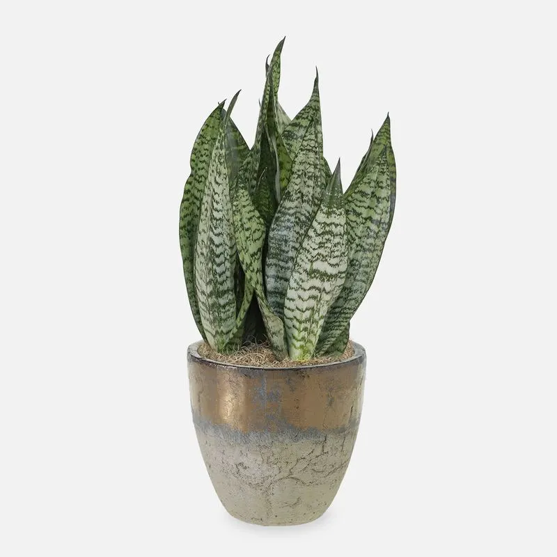 Snake Plant