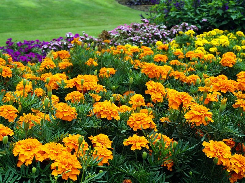Marigold