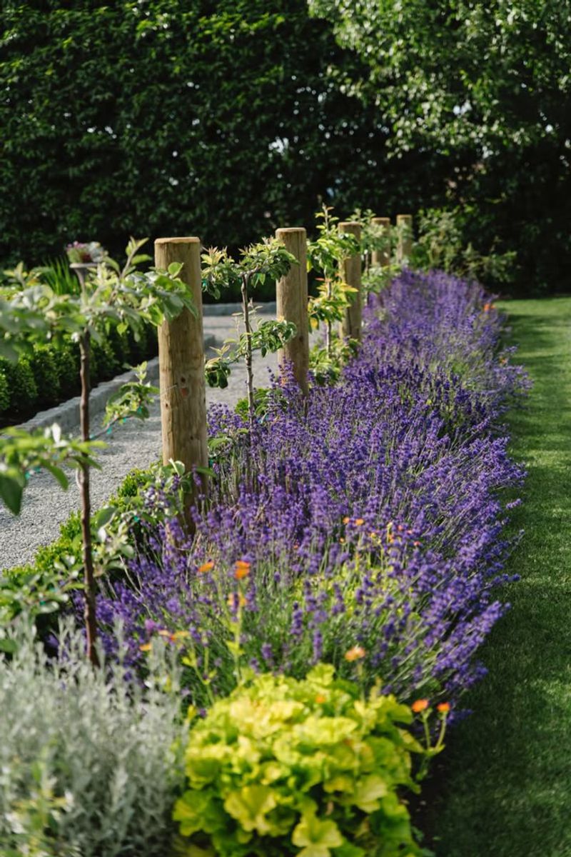 Lavender Bordered Vegetable Patch