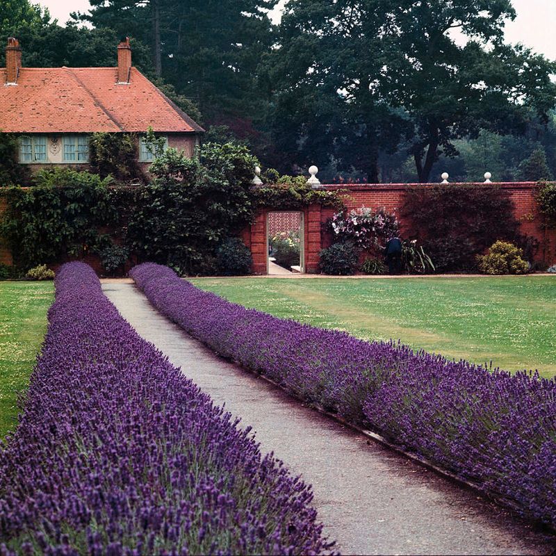 Lavender Borders