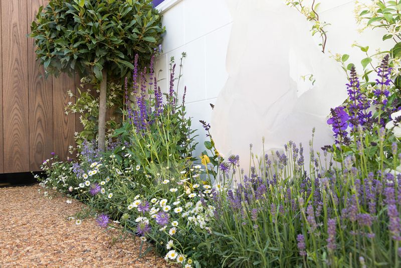 Lavender Courtyard