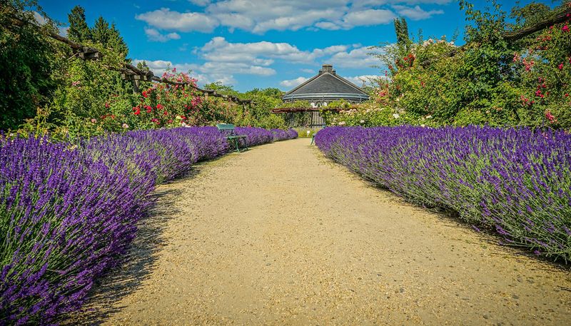 Lavender Hedge