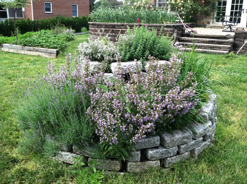 Lavender Herb Spiral
