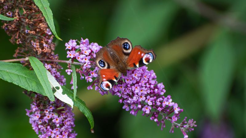Buddleia (Butterfly Bush)