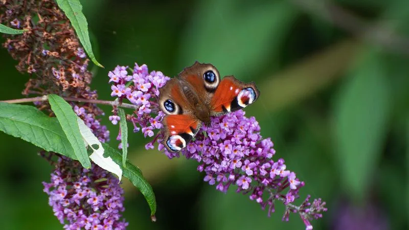 Buddleia (Butterfly Bush)