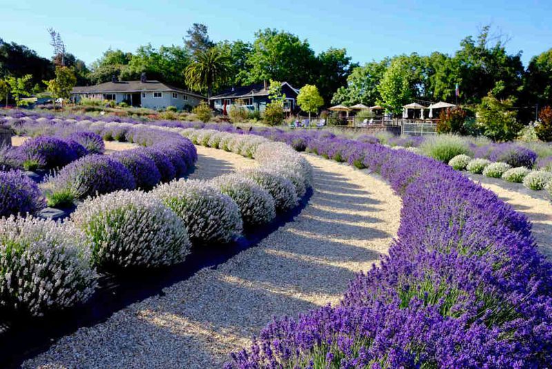 Lavender Maze