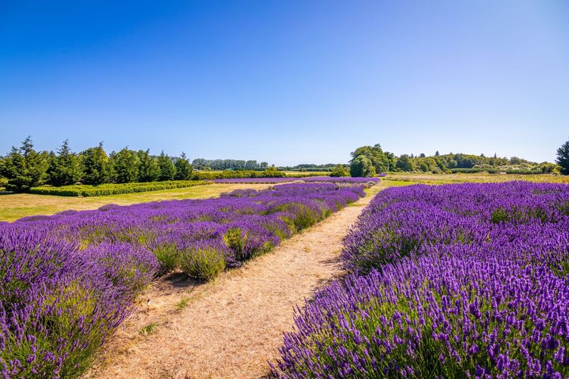 Lavender Meadow