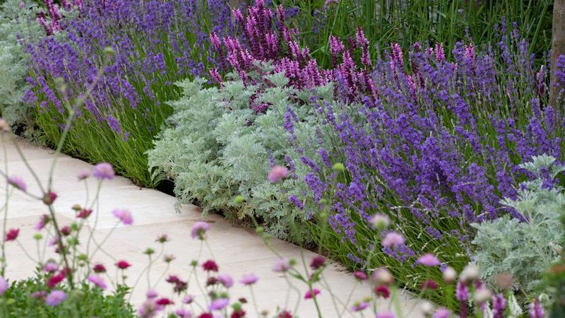 Lavender Pathway Edging
