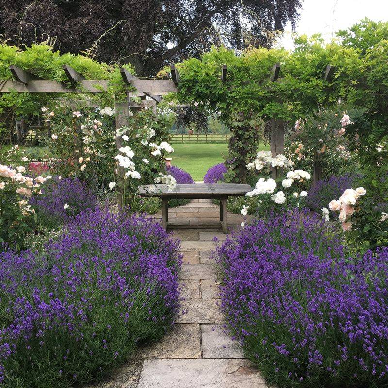 Lavender Pergola