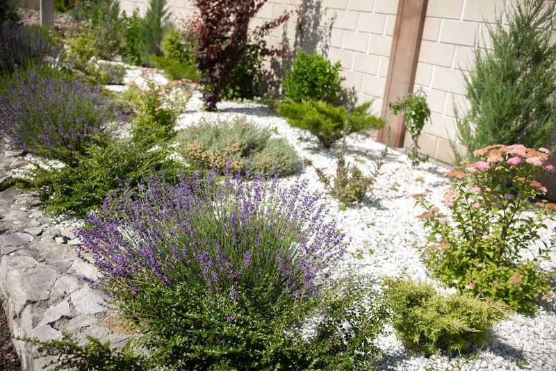 Lavender Rock Garden