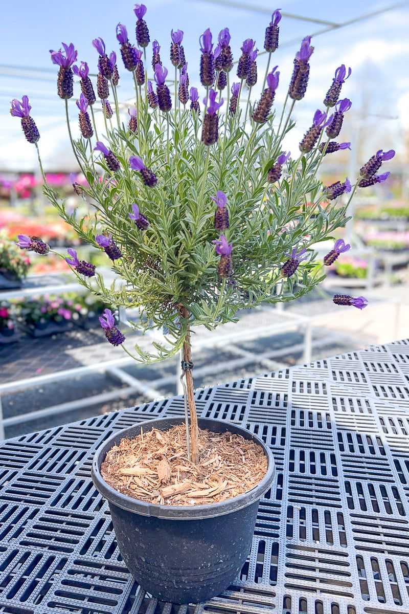 Lavender Topiary