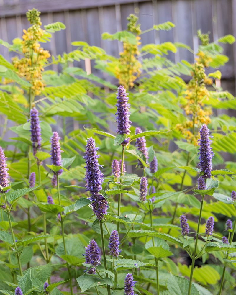 Lavender and Mint