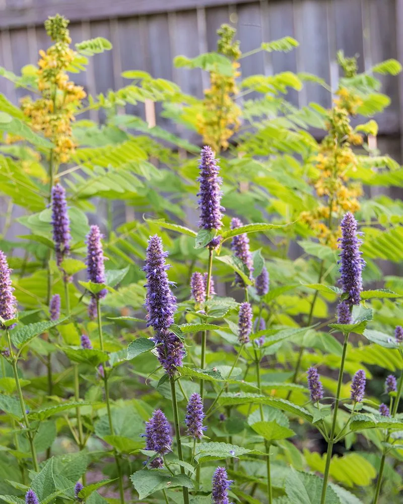 Lavender and Mint
