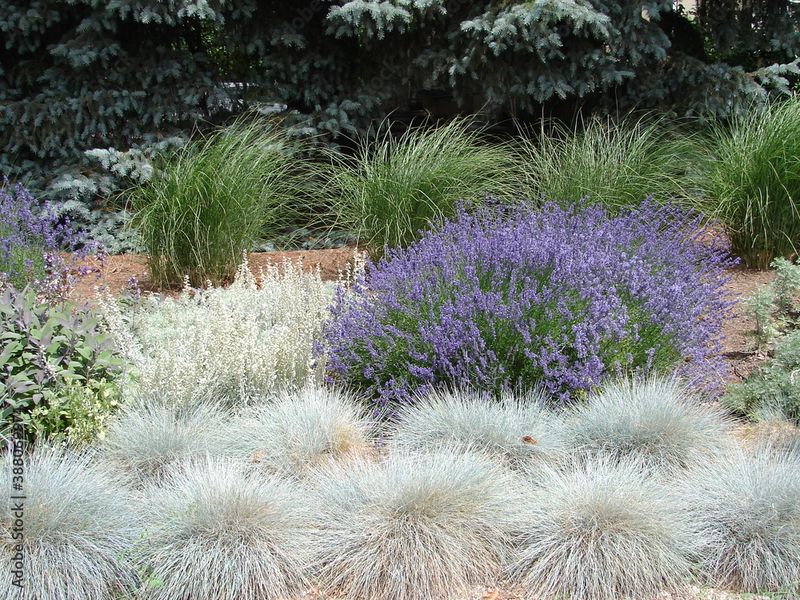 Lavender and Ornamental Grass