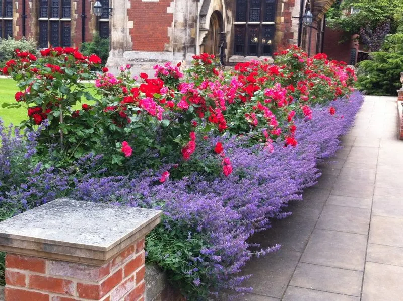 Lavender and Roses