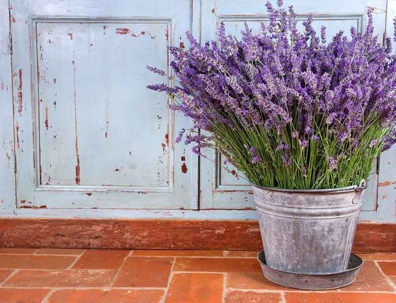 Lavender in Pots