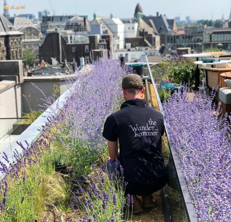 Lavender on Rooftop Gardens