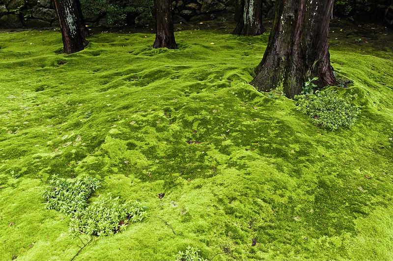 Lawn Alternatives