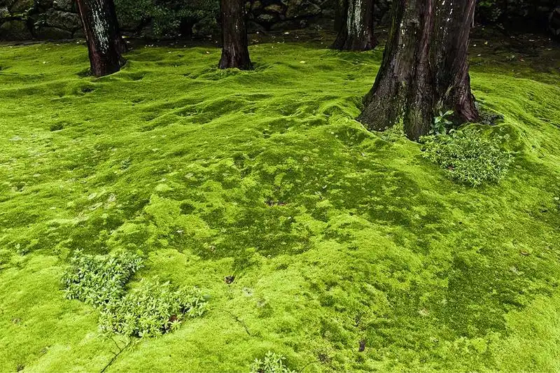 Lawn Alternatives