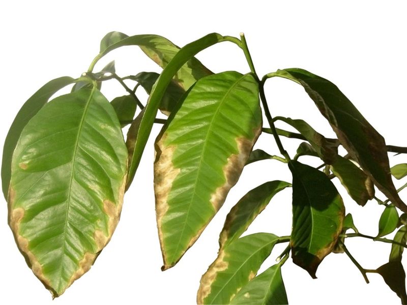Leaf Burn