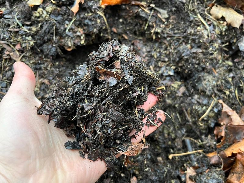 Leaf Mold Compost