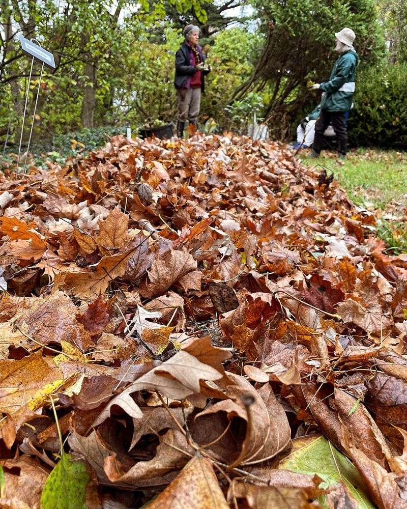 Leaf Mulch from Fallen Leaves