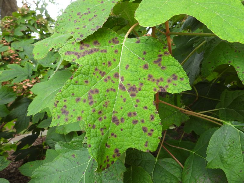 Leaf Spots
