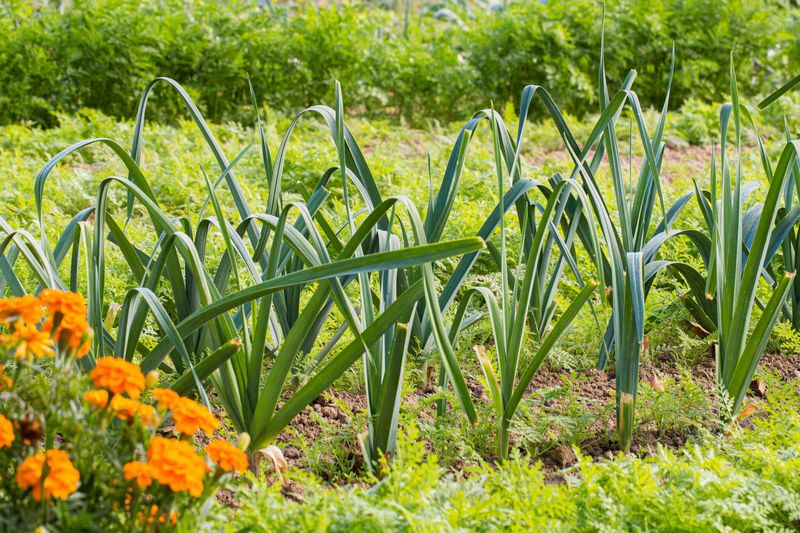Leeks and Celery