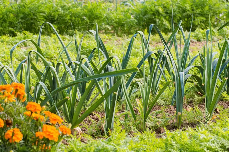 Leeks and Celery