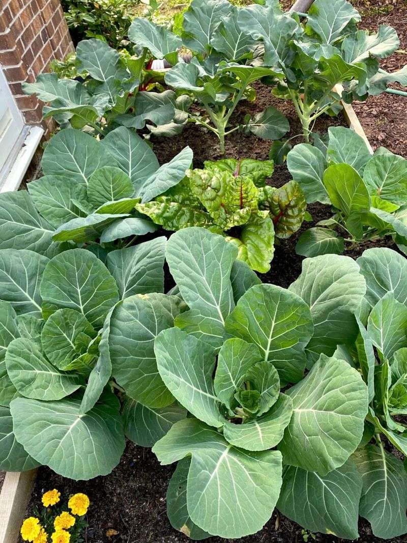 Collard Greens