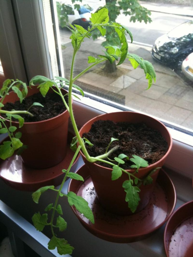 Leggy Growth