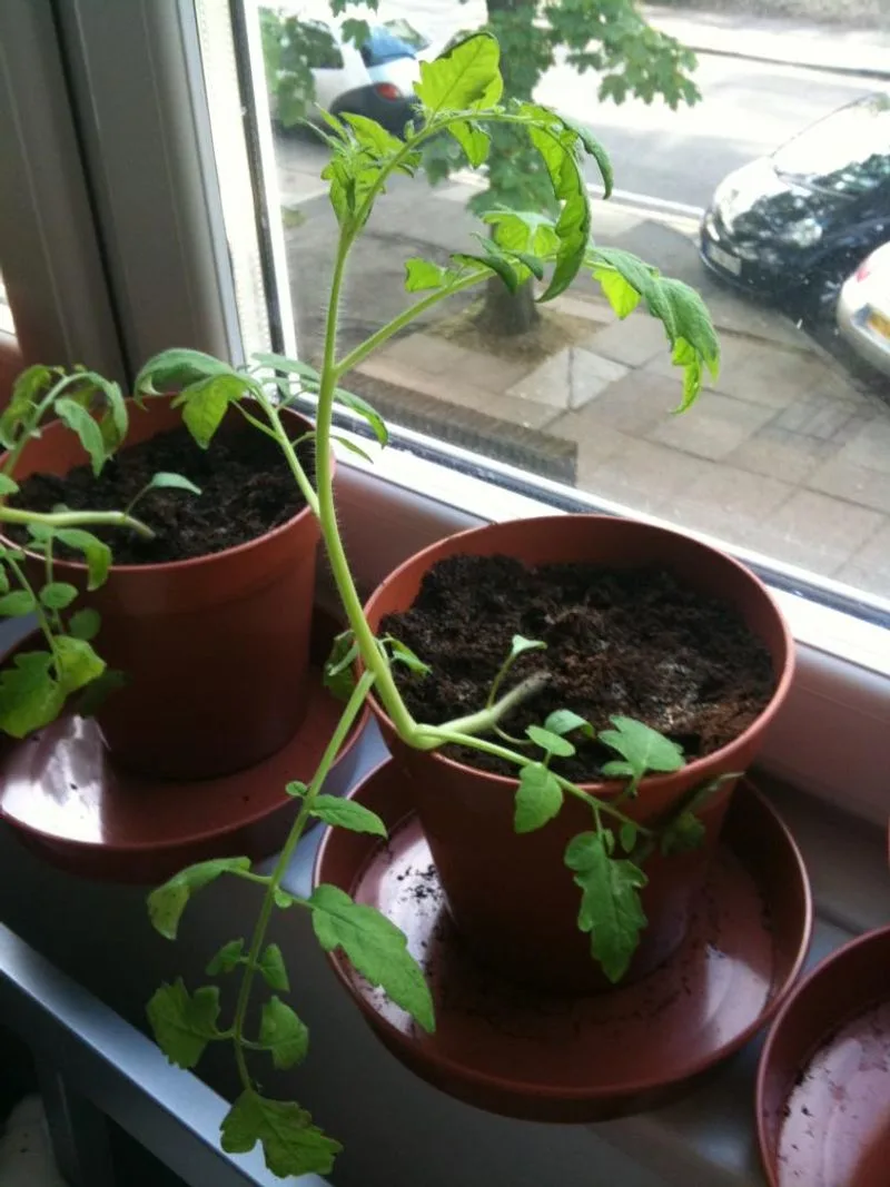 Leggy Growth
