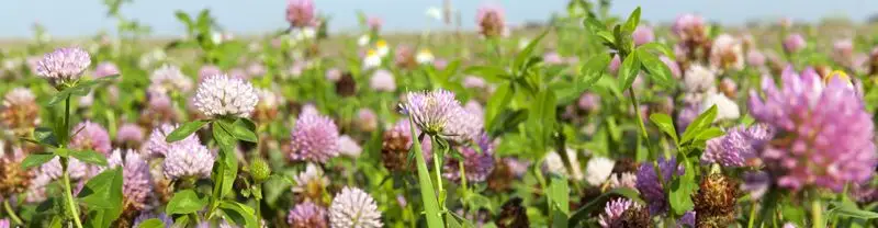 Clover