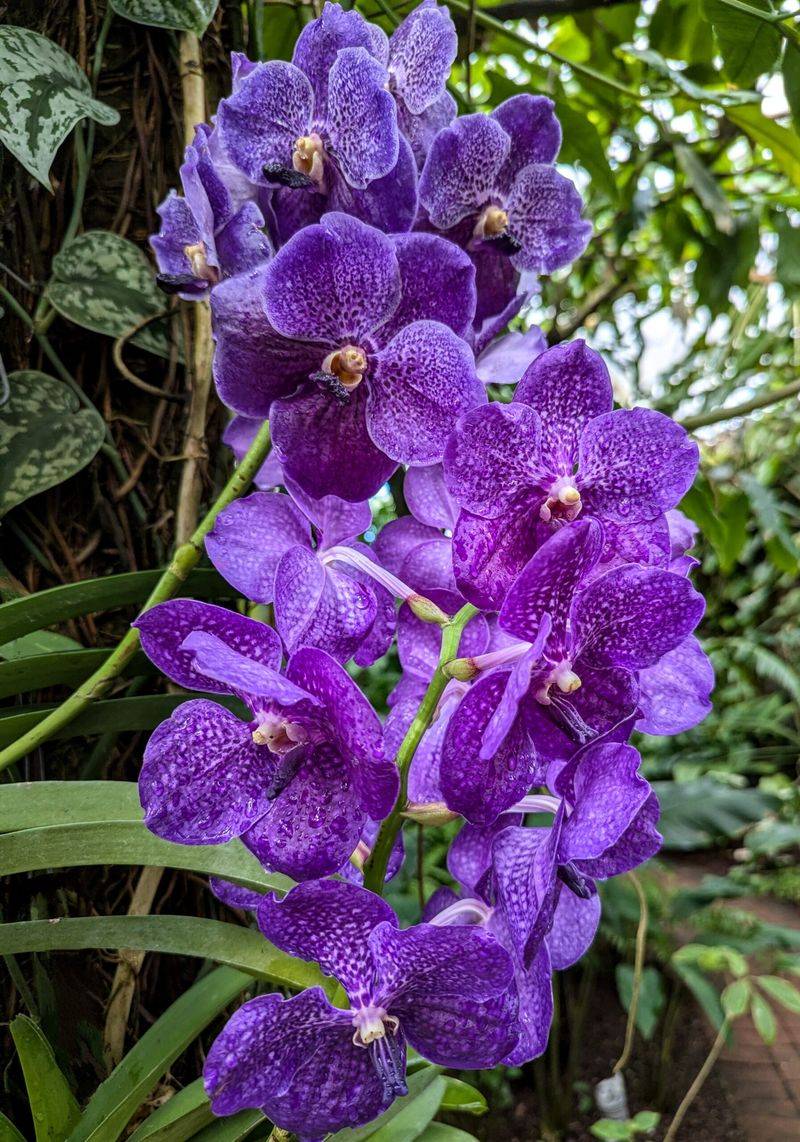 Orchid