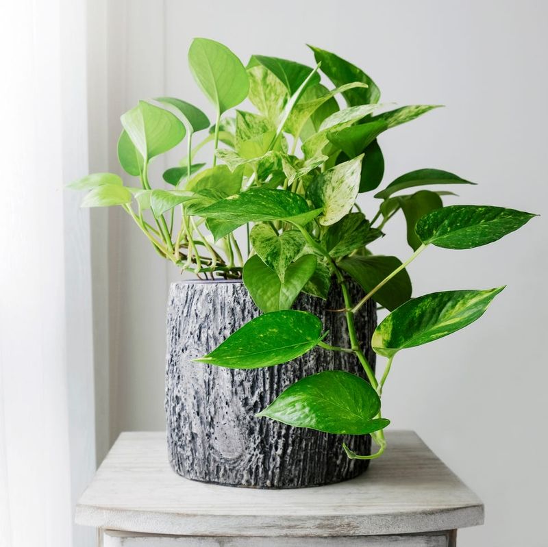Papyrus Plant