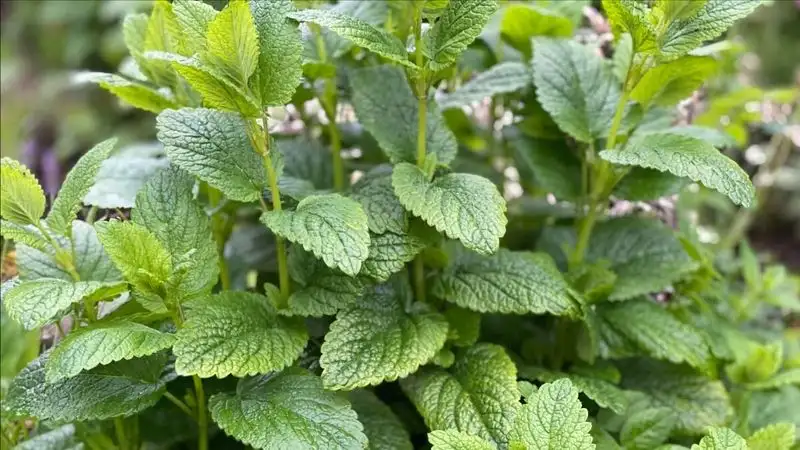 Lemon Balm