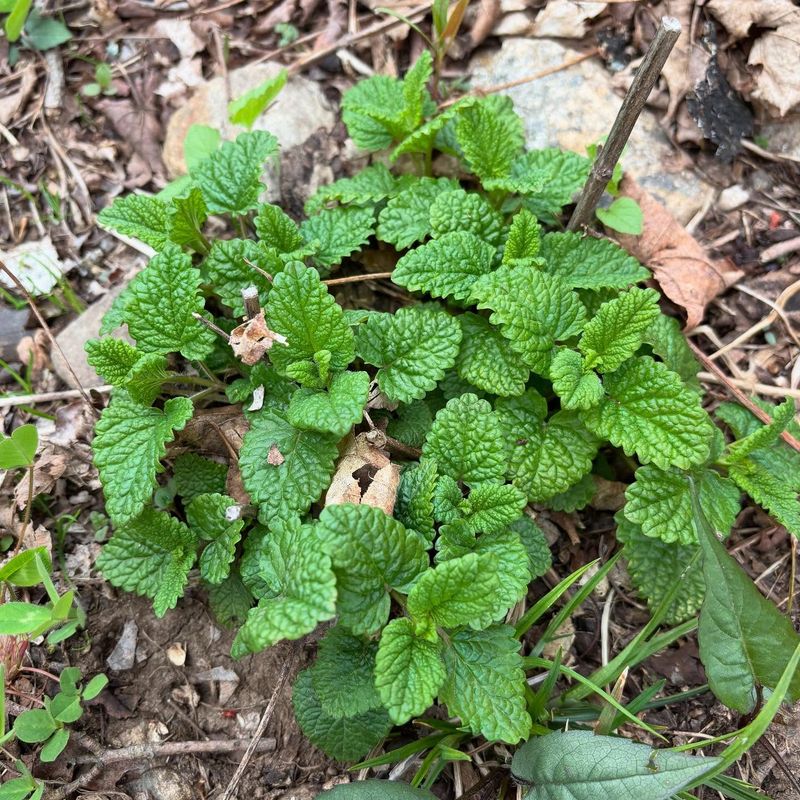 Lemon Balm