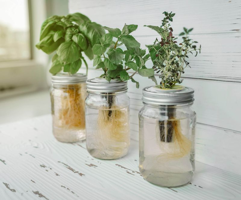 Basil Mint