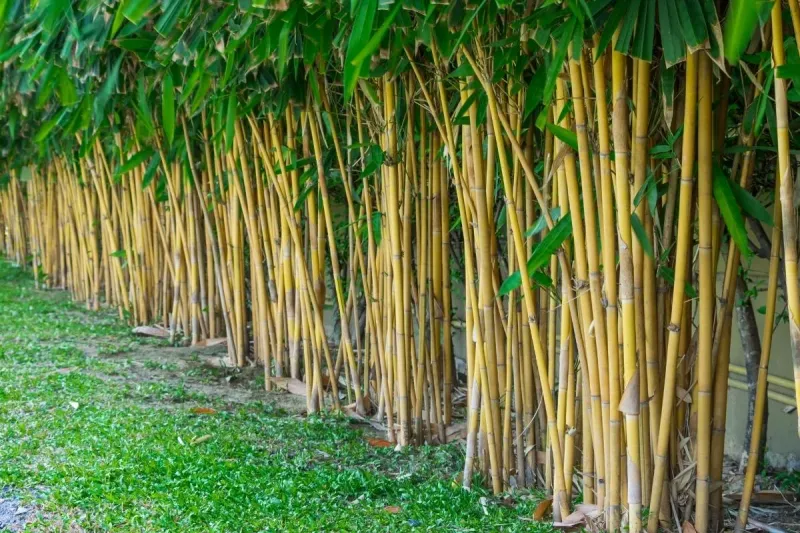 Bamboo