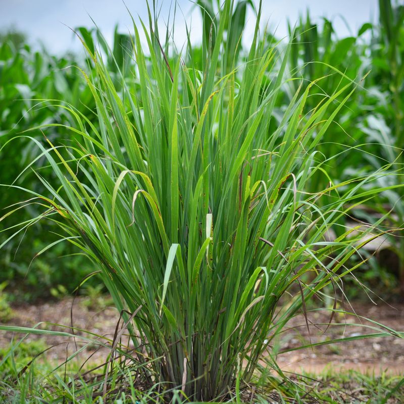 Lemongrass