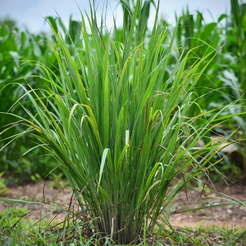 Lemongrass