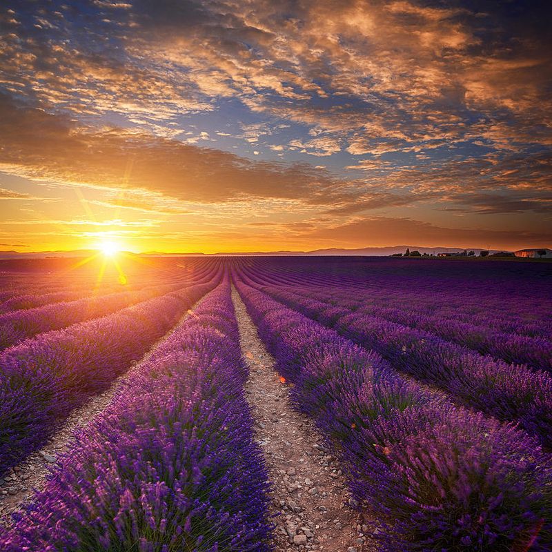 Lavender