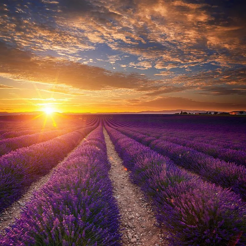 Lavender