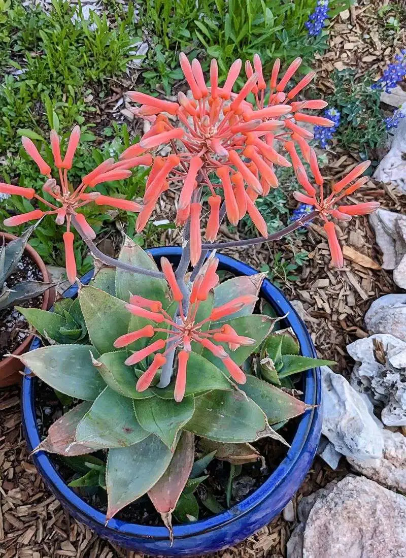 Unassuming Aloe Ally