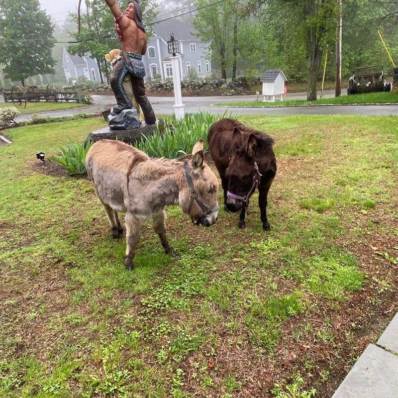 Letting Animals Roam
