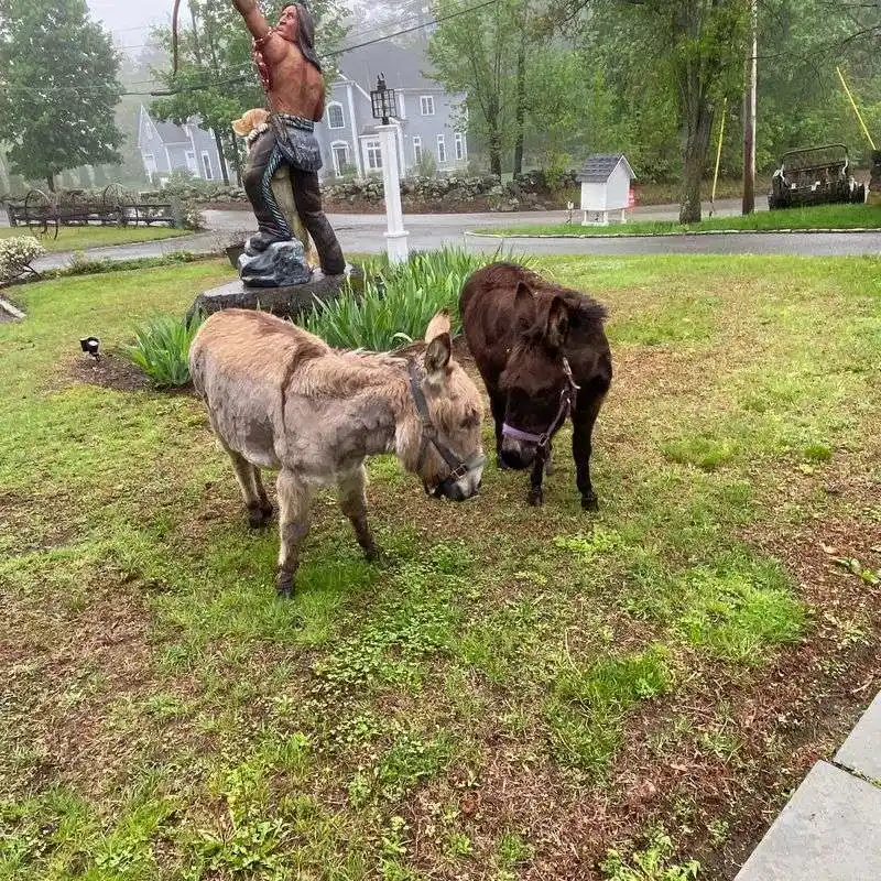 Letting Animals Roam