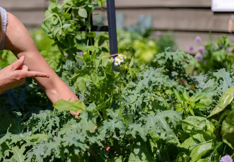 Letting Plants Bolt