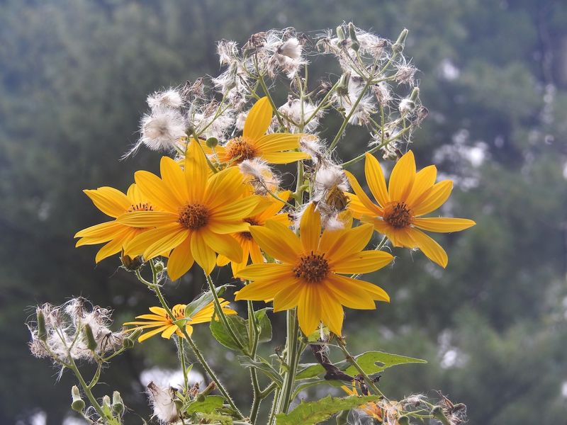Letting Weeds Coexist with Flowers